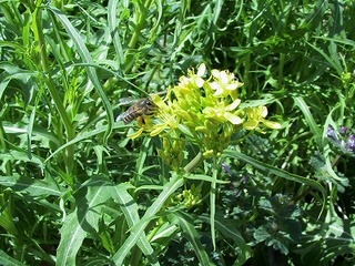IMG_5307.jpg