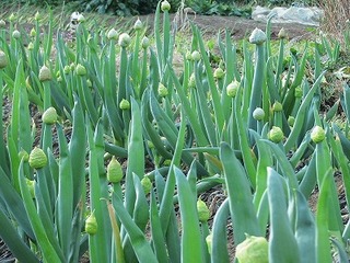 IMG_5398.jpg