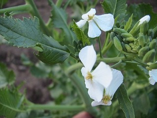 IMG_5464.jpg
