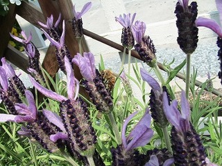 IMG_6379.jpg