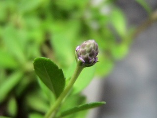 IMG_6837.jpg