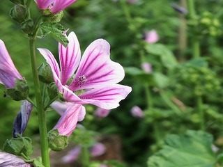 IMG_6968.jpg