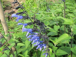IMG_6971.jpg