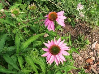 IMG_6973.jpg