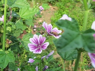 IMG_7020.jpg
