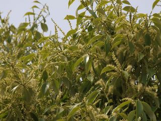 P5040572_s.jpg