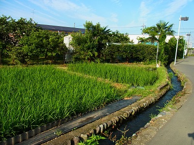 RIMG0002.jpg