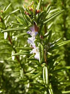 RIMG0007.jpg