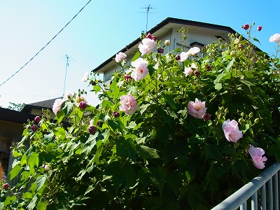 RIMG0009.jpg