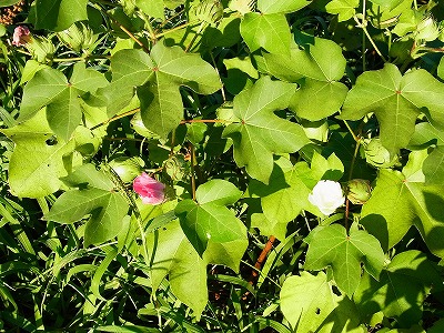 RIMG0011.jpg