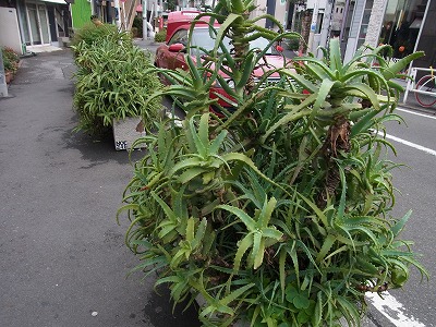 RIMG0013.jpg