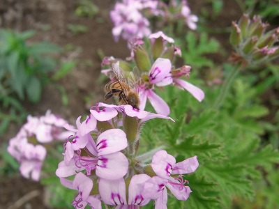 RIMG0014.jpg