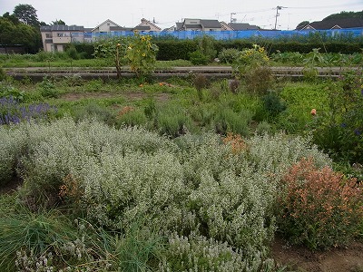 RIMG0016.jpg