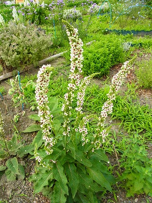 RIMG0017.jpg