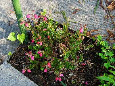 RIMG0019.jpg