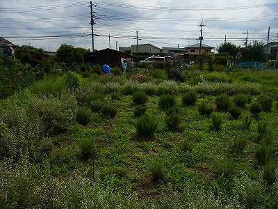 RIMG0019.jpg