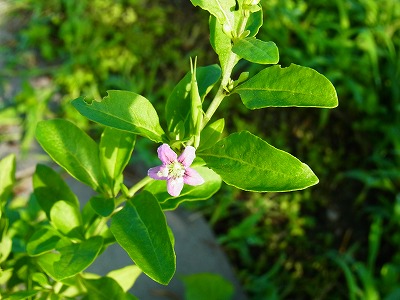RIMG0022.jpg