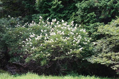 RIMG0023.jpg