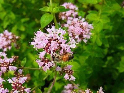 RIMG0027.jpg