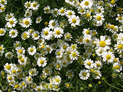 RIMG0035.jpg
