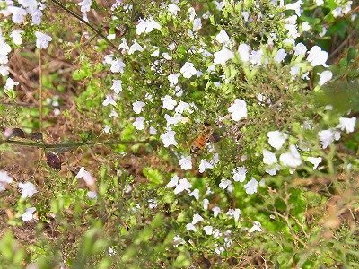 RIMG0038.jpg