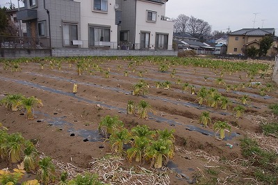 RIMG0039.jpg