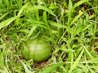 RIMG0039.jpg