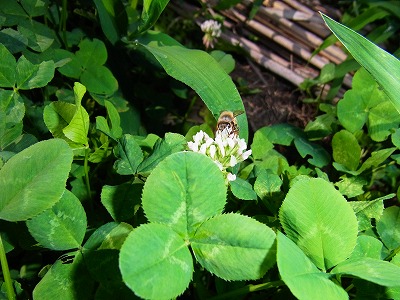 RIMG0042.jpg