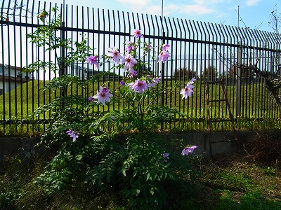 RIMG0043.jpg