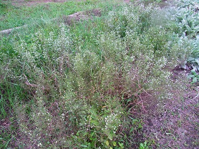 RIMG0046.jpg