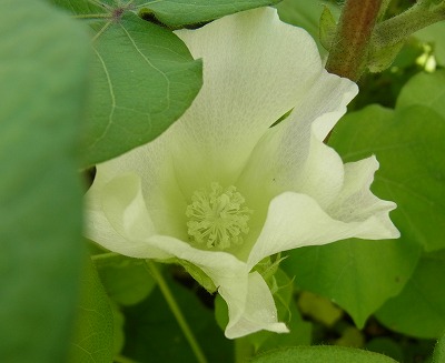 RIMG0048w.jpg