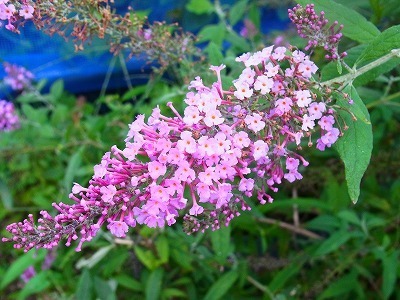 RIMG0049.jpg