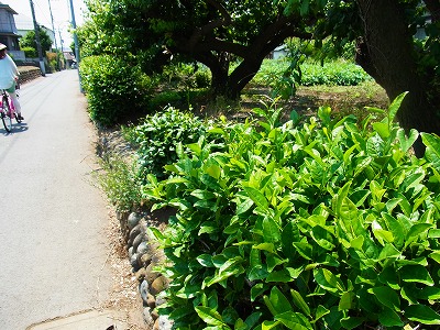 RIMG0051.jpg