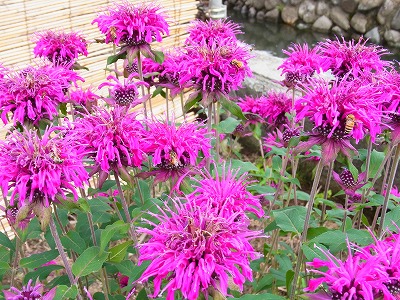 RIMG0052.jpg