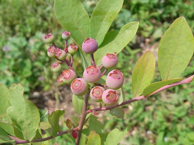 RIMG0060.jpg