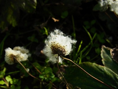 RIMG0062.jpg