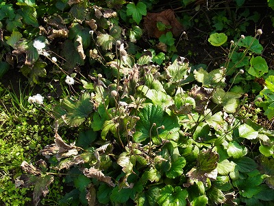 RIMG0063.jpg