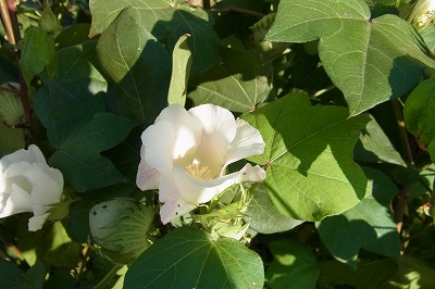 RIMG0064.jpg