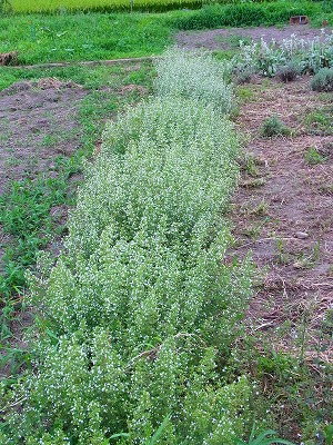 RIMG0064.jpg