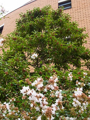 RIMG0066.jpg