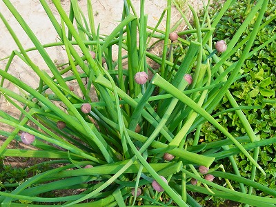 RIMG0077.jpg