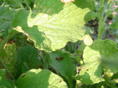 RIMG0083.jpg
