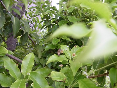 RIMG0083.jpg