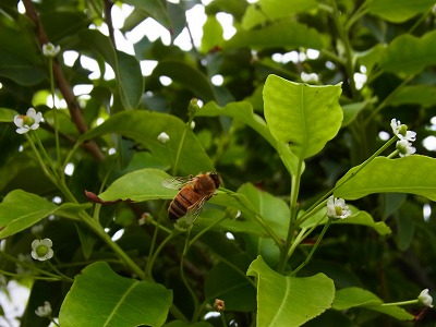RIMG0089.jpg