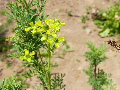 RIMG0092.jpg