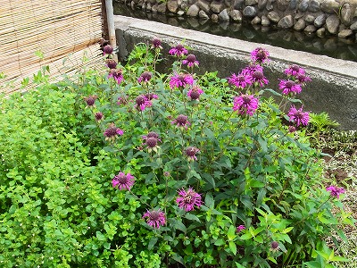 RIMG0094.jpg