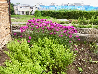 RIMG0099.jpg
