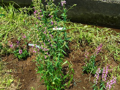 RIMG0101.jpg