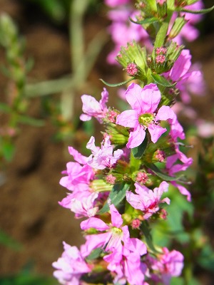 RIMG0103.jpg
