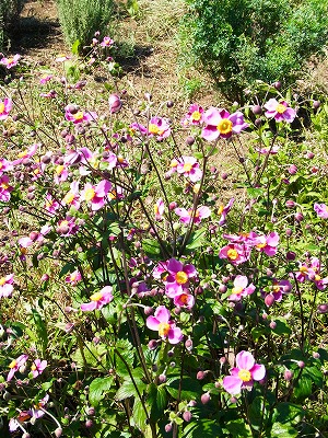 RIMG0103.jpg